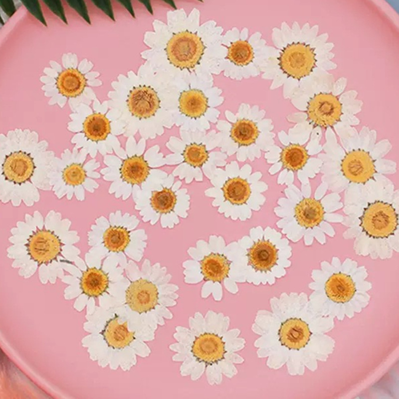 Gardening Tools Diy - 100 Piezas de Crisantemos de Cristal