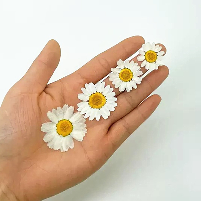 100 Piezas de Crisantemos de C - Gardening Tools Diy reseña y precio
