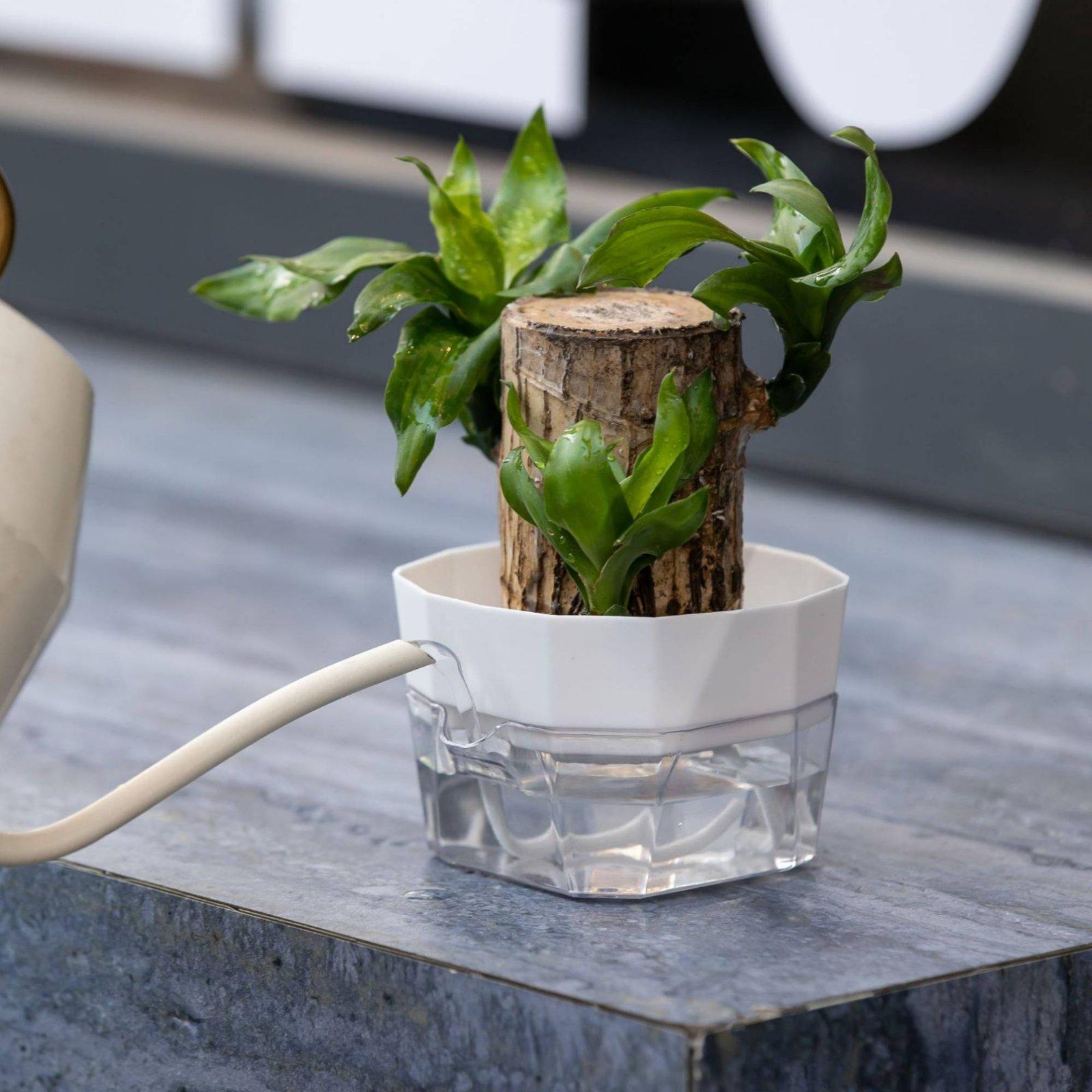 Jarrón Hidropónico de Dos Capa - Self-Watering Planter reseña y precio