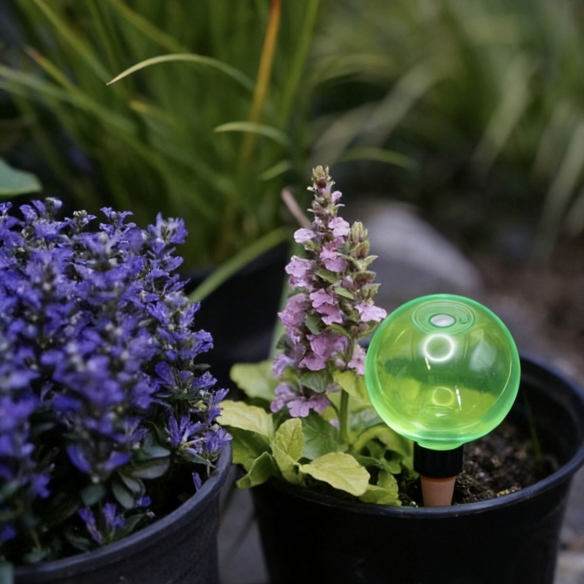 3 Globos de Riego Automático p - Self-Watering Planter reseña y precio